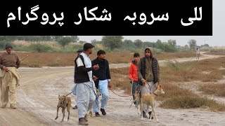 RABBIT HUNTING amp GREYHOUND RECING 2024 IN LILAH SROBA JHELUM PUNJAB PAKISTAN huntnetwork2689 [upl. by Ahsiekin187]