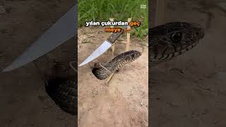 Yılanı Yakalamak İçin inanılmaz Tuzak kurdu [upl. by Kolivas]