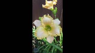 Hybridizing Daylilies For Dummies [upl. by Oelc]