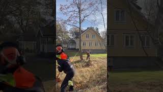 martinheljevedse arborist [upl. by Shelli]