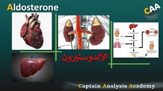 E8 AldosteroneConn syndrome Mineralocorticoid هرمون الالدوستيرون بالتفصيل وعلاقتها بضغط الدم [upl. by Bronwen]