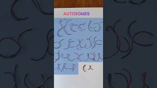 Pairs of Chromosomes  What is Autosomes [upl. by Shih]