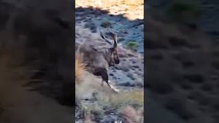 Deer fast Running in the MountainsBeautiful place Markhor is national animal in Pakistan [upl. by Cannice]