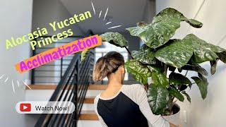 Alocasia Yucatan Princess Acclimation  what should you do when you bring a plant home indoorplant [upl. by Ploss]