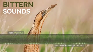 Eurasian Bittern Call amp Boom  Deep booming sound of a bittern calling from a wetland [upl. by Ilbert721]