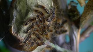 Browntail moth caterpillars on nest [upl. by Ehtnax3]