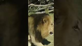 Huge Okavango delta lion [upl. by Dualc617]