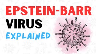 What is the EpsteinBarr Virus  2 Minute RAPID REVIEW [upl. by Regdor]