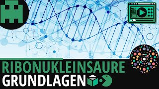 Ribonukleinsäure RNA Grundlagen │Biologie Lernvideo Learning Level Up [upl. by Rossing503]