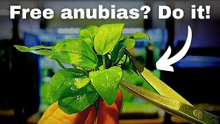 Free anubias How to propagate your aquarium plants step by step [upl. by Saiff]