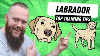 3 Top Tips for Training Your Labrador [upl. by Anyalram56]