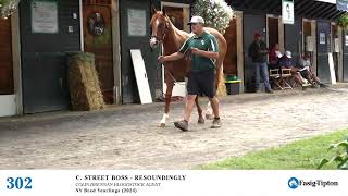 HIP 302 Fasig Tipton NY Bred Sale [upl. by Neerahs137]