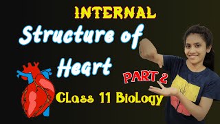 Internal structure of heart  Class 11 biology  Chapter 18  NCERT Human heart  One Biology [upl. by Okechuku570]