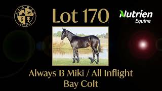 Lot 170 Always B Miki  All Inflight Colt [upl. by Naamana]