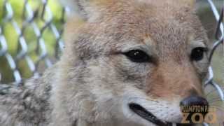 Black Backed Jackals  NEW At Plumpton Park Zoo [upl. by Laughton]