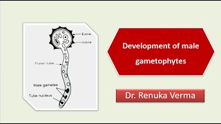 Development of male gametophyte [upl. by Mikel]