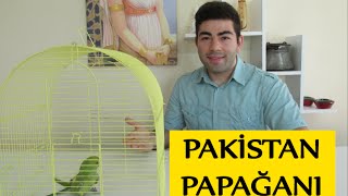 Pakistan Yeşil Papağanların Bakımı  Evcilleştirilmesi [upl. by Sheeree175]