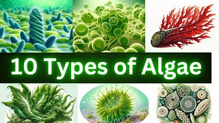 10 Types of Algae You Need to Know About Natures Hidden Gems [upl. by Consuelo]