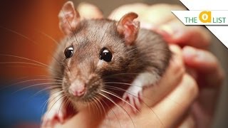 5 Fascinating Facts About Rats [upl. by Beberg165]