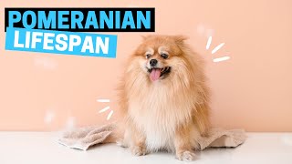 Average Lifespan of Pomeranian and How to Increase it [upl. by Alym795]