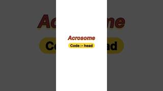 Acrosome [upl. by Socram]