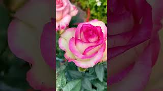 Rosey Perfection 💝flowers viralreels garden happiness nature flowergarden shortsflower yt [upl. by Aiam]