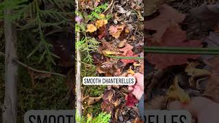 Smooth chanterelle mushrooms [upl. by Vergil]