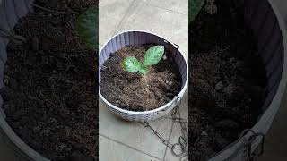 Episcia verigated Arelia Ornamental plants shortsvideo ytshortsgarden cozyupdream [upl. by Ahen553]