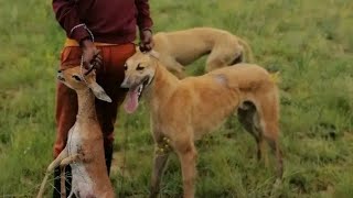 GREYHOUND DOGS 2023 HUNTING p51 [upl. by Berners]