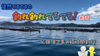 【釣れ釣れてるてる】♯36 〜足保港で春の短時間釣行🎣🌼〜 [upl. by Urana]