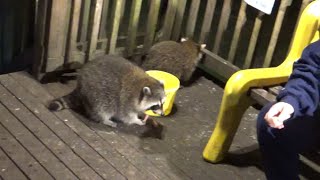 Raccoons got spooked Video One [upl. by Aiki]