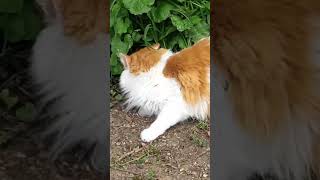 5 Minutes With this Beautiful Cat 🐈 catvideos [upl. by Klapp]