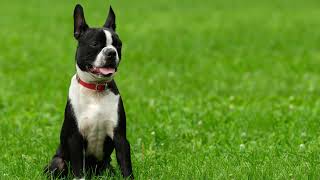 1 HOUR Boston Terrier Barking Sounds on Loop [upl. by Essam]