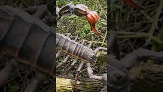 Una specie di scorpione gigante shorts universo storia terra documentario [upl. by Aetnahc586]