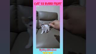 Cat 🐈 With Hand Fighting 🤜🤛 youtubeshorts cat hand shortvideo viralvideo [upl. by Weibel]