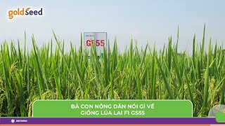 Bà con nông dân các tỉnh nói gì về giống lúa lai F1 GS55 farming gionglualai gionglua [upl. by Shea239]