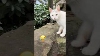 White Cat Staring at Something Didnt Notice Me and Got a Scare 🐱👀😱 Haha [upl. by Maghutte657]