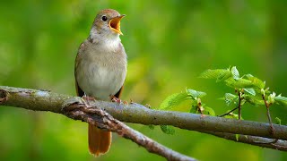 Nightingale Singing The Best Bird Song in the World  Luscinia megarhynchos [upl. by Bolan]