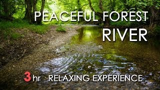 Relaxing River Sounds  Peaceful Forest River  3 Hours Long  HD 1080p  Nature Video [upl. by Otrebide]