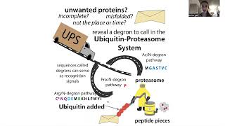 The Ubiquitin Proteasome System  the biochemistry of quotnormalquot amp induced protein degradation [upl. by Eelloh]