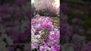 Blossom by blossom the spring begins🌸📍Wistaria Gardens nature flowers beauty naturewalk [upl. by Saenihp]