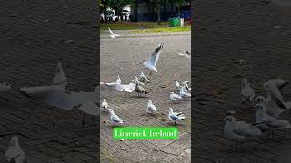 📌Ireland🇮🇪 travel europeantravel nature youtubeshorts viralvideo [upl. by Ricard]