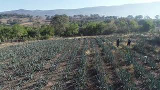 Agave angustifolia Haw 2021  Vivero Tanchachin [upl. by Leoine]