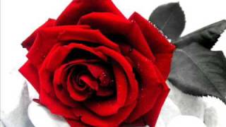 rose rosse  massimo ranieri [upl. by Yadahs]