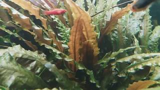 Cryptocoryne wendtii Var rubella amp Cryptocoryne wendtii «Tropica» [upl. by Latsirk]