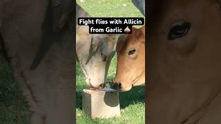 Using Allicin to fight flies 🪰 A compound which comes from Garlic livestocknutrition flycontrol [upl. by Obadiah]