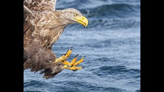 Photographing White tailed Eagles on Mull [upl. by Cary]