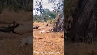 Tiger and hyena deartiger dear ko sikhare kiya hyena ne sikhare sink liya animals [upl. by Thecla684]