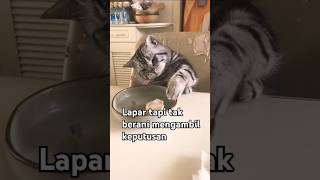 Kucing pintar tanpa seizin babu tak berani mengambil [upl. by Mcdonald60]