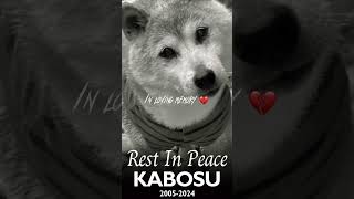 rest in peace kabosu the doge dog 🤍 [upl. by Sutton149]